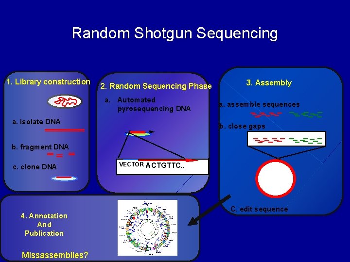 Random Shotgun Sequencing 1. Library construction 2. Random Sequencing Phase a. Automated pyrosequencing DNA