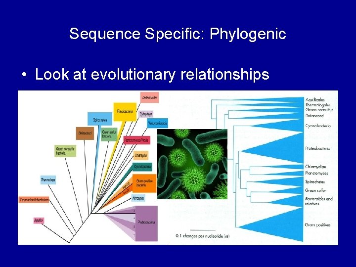 Sequence Specific: Phylogenic • Look at evolutionary relationships 