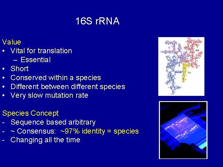 16 S r. RNA Value • Vital for translation – Essential • Short •