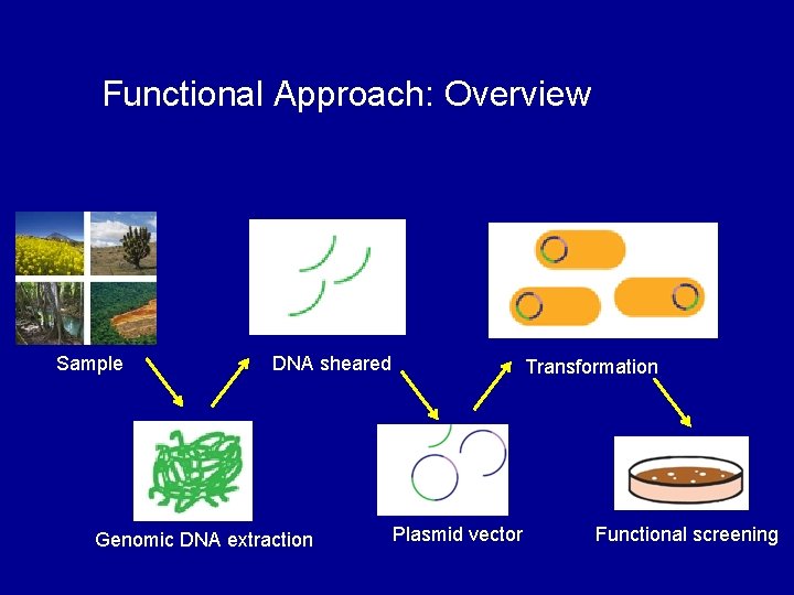 Functional Approach: Overview Sample DNA sheared Genomic DNA extraction Transformation Plasmid vector Functional screening