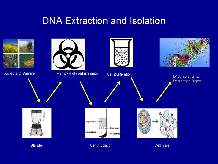 DNA Extraction and Isolation Aspects of Sample Blender Removal of contaminants Cell purification Centrifugation