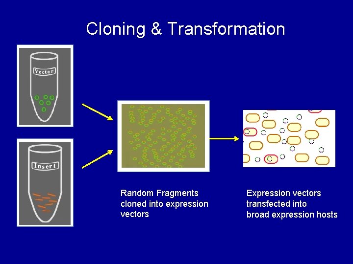 Cloning & Transformation Random Fragments cloned into expression vectors Expression vectors transfected into broad