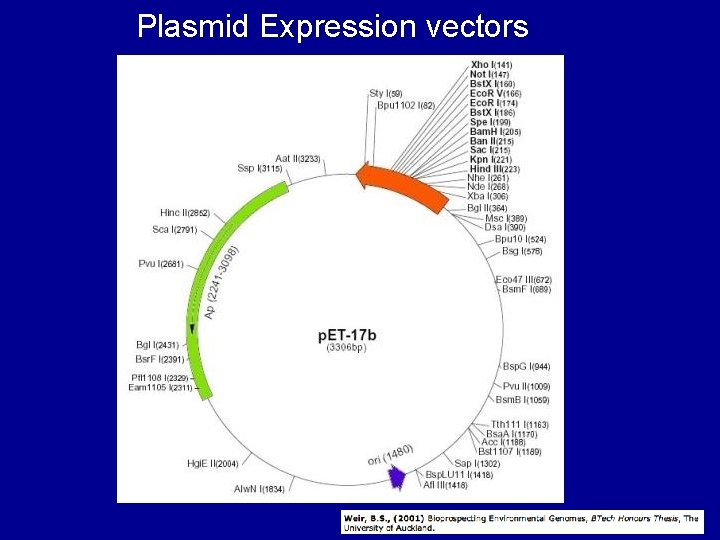 Plasmid Expression vectors 