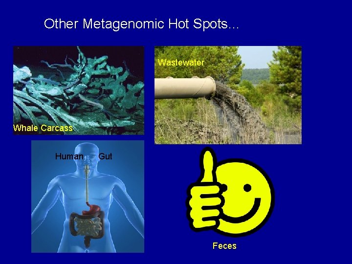 Other Metagenomic Hot Spots… Wastewater Whale Carcass Human Gut Feces 
