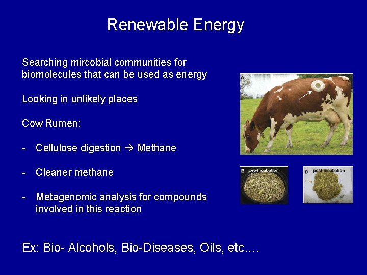 Renewable Energy Searching mircobial communities for biomolecules that can be used as energy Looking