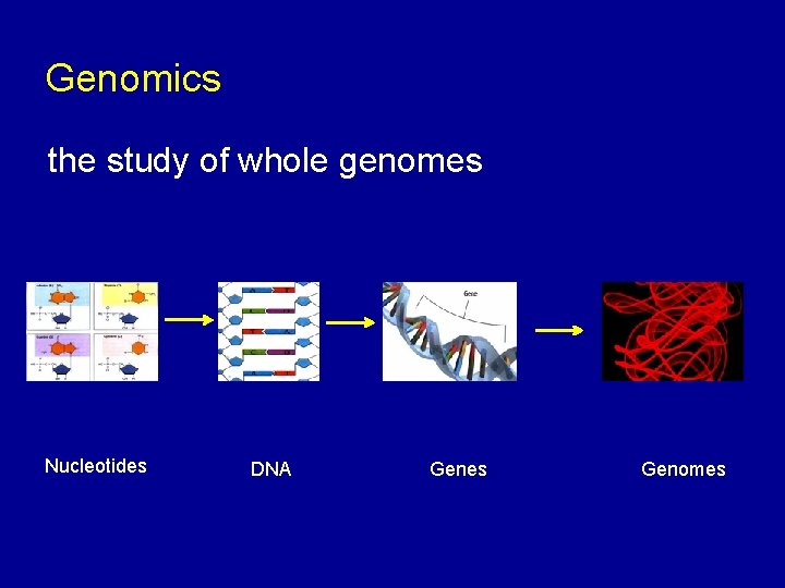 Genomics the study of whole genomes Nucleotides DNA Genes Genomes 