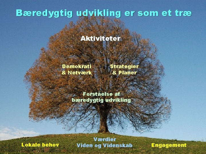 Bæredygtig udvikling er som et træ Aktiviteter Demokrati & Netværk Strategier & Planer Forståelse