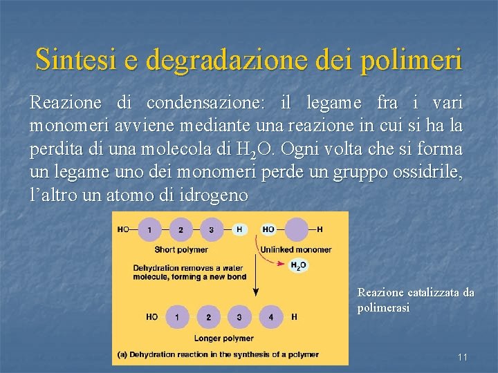 Sintesi e degradazione dei polimeri Reazione di condensazione: il legame fra i vari monomeri