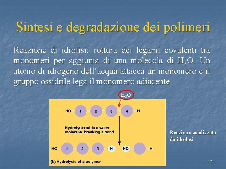 Sintesi e degradazione dei polimeri Reazione di idrolisi: rottura dei legami covalenti tra monomeri