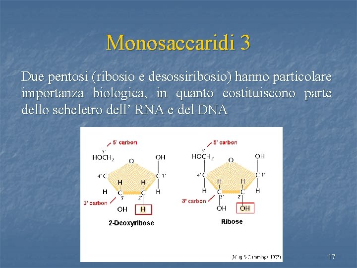Monosaccaridi 3 Due pentosi (ribosio e desossiribosio) hanno particolare importanza biologica, in quanto costituiscono