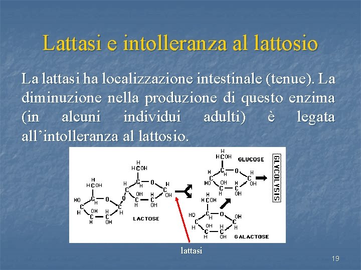 Lattasi e intolleranza al lattosio La lattasi ha localizzazione intestinale (tenue). La diminuzione nella