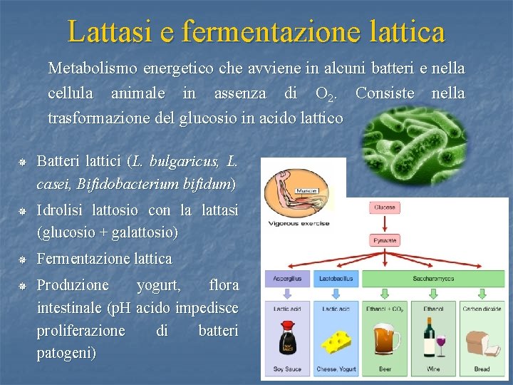 Lattasi e fermentazione lattica Metabolismo energetico che avviene in alcuni batteri e nella cellula