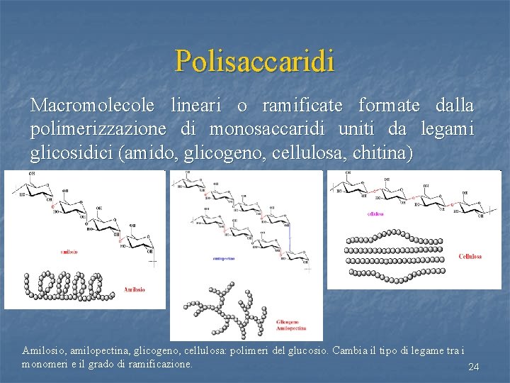 Polisaccaridi Macromolecole lineari o ramificate formate dalla polimerizzazione di monosaccaridi uniti da legami glicosidici