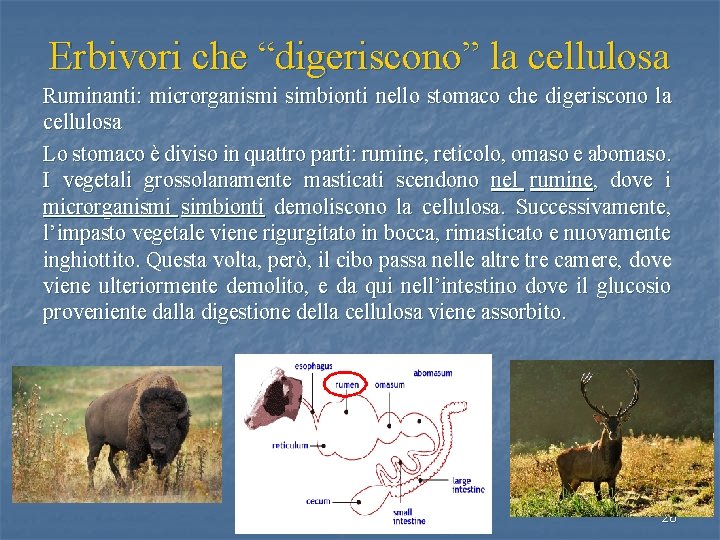 Erbivori che “digeriscono” la cellulosa Ruminanti: microrganismi simbionti nello stomaco che digeriscono la cellulosa