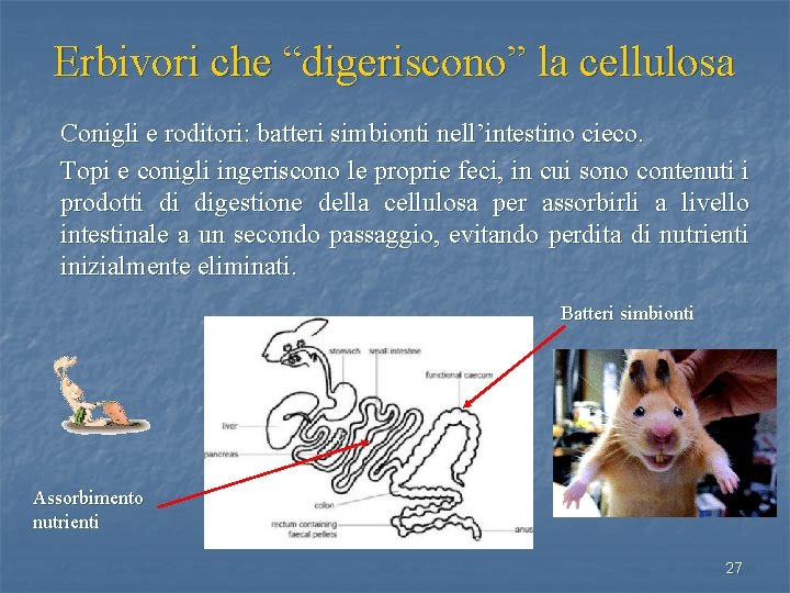 Erbivori che “digeriscono” la cellulosa Conigli e roditori: batteri simbionti nell’intestino cieco. Topi e