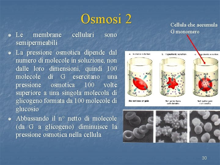 Osmosi 2 ¯ ¯ ¯ Le membrane cellulari sono semipermeabili La pressione osmotica dipende