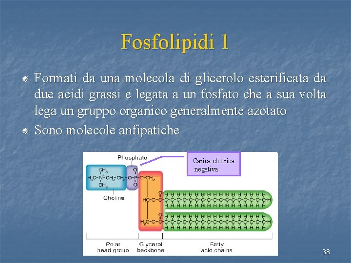 Fosfolipidi 1 ¯ ¯ Formati da una molecola di glicerolo esterificata da due acidi