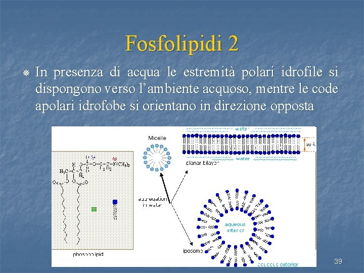 Fosfolipidi 2 ¯ In presenza di acqua le estremità polari idrofile si dispongono verso