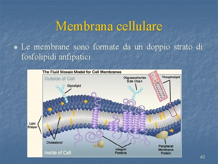 Membrana cellulare ¯ Le membrane sono formate da un doppio strato di fosfolipidi anfipatici