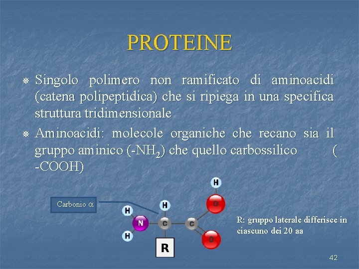PROTEINE ¯ ¯ Singolo polimero non ramificato di aminoacidi (catena polipeptidica) che si ripiega