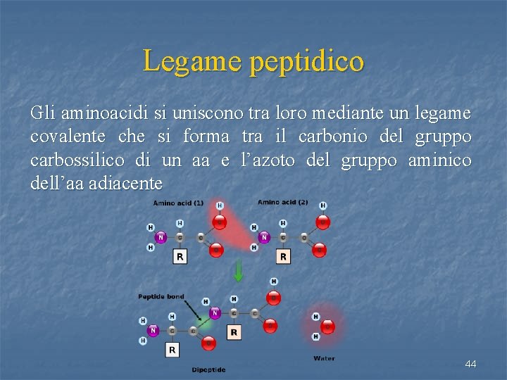 Legame peptidico Gli aminoacidi si uniscono tra loro mediante un legame covalente che si