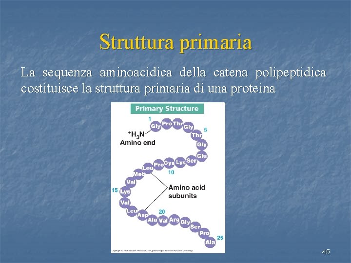 Struttura primaria La sequenza aminoacidica della catena polipeptidica costituisce la struttura primaria di una