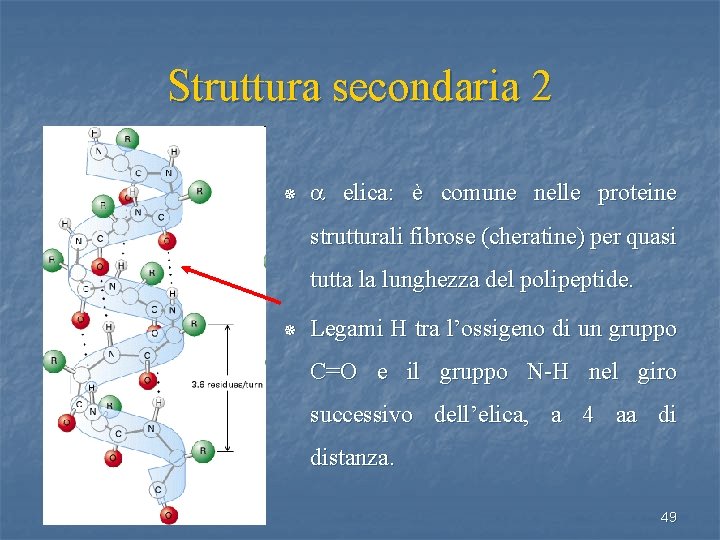 Struttura secondaria 2 ¯ a elica: è comune nelle proteine strutturali fibrose (cheratine) per