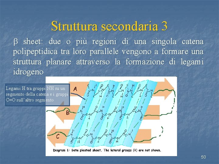 Struttura secondaria 3 b sheet: due o più regioni di una singola catena polipeptidica