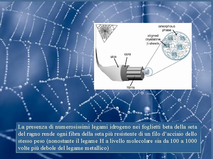 La presenza di numerosissimi legami idrogeno nei foglietti beta della seta del ragno rende