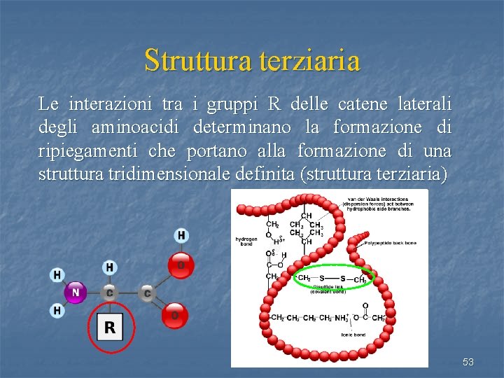 Struttura terziaria Le interazioni tra i gruppi R delle catene laterali degli aminoacidi determinano