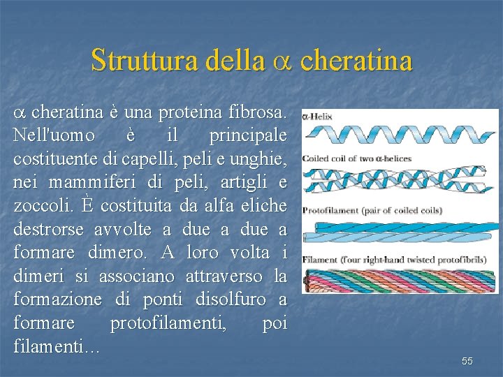 Struttura della a cheratina è una proteina fibrosa. Nell'uomo è il principale costituente di