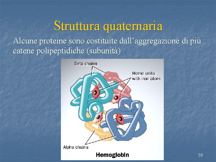 Struttura quaternaria Alcune proteine sono costituite dall’aggregazione di più catene polipeptidiche (subunità) 58 