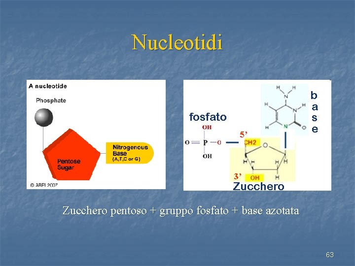 Nucleotidi 5’ 3’ Zucchero pentoso + gruppo fosfato + base azotata 63 