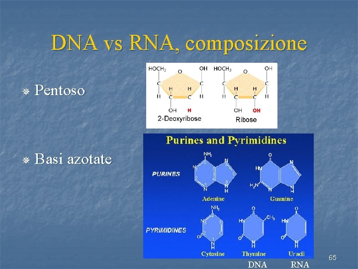 DNA vs RNA, composizione ¯ Pentoso ¯ Basi azotate DNA RNA 65 