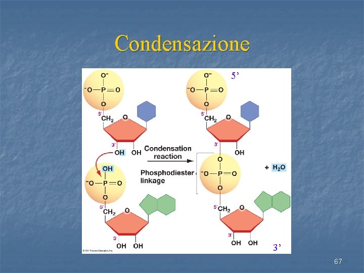 Condensazione 5’ 3’ 67 