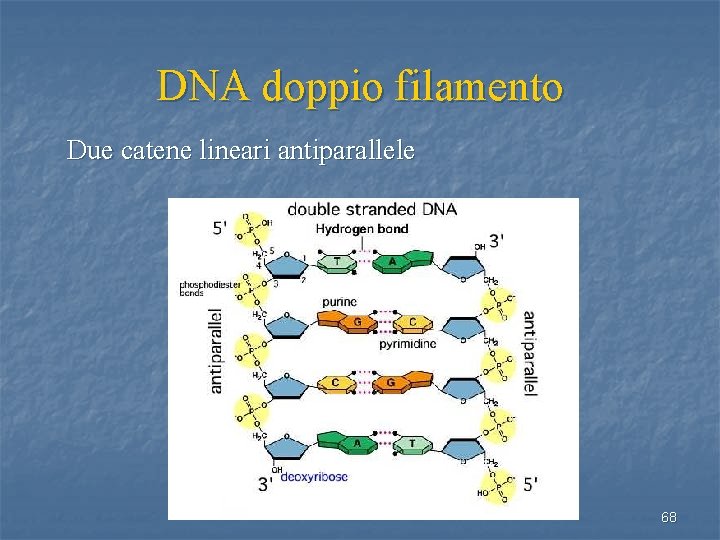 DNA doppio filamento Due catene lineari antiparallele 68 