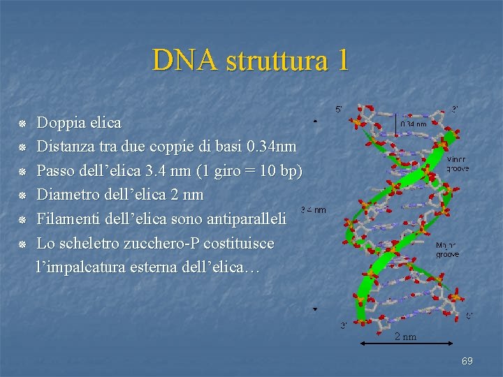 DNA struttura 1 ¯ ¯ ¯ Doppia elica Distanza tra due coppie di basi