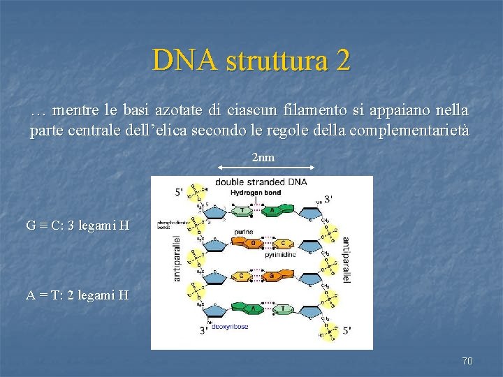 DNA struttura 2 … mentre le basi azotate di ciascun filamento si appaiano nella