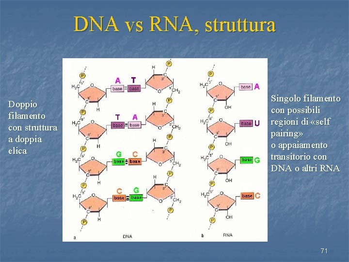 DNA vs RNA, struttura Doppio filamento con struttura a doppia elica Singolo filamento con