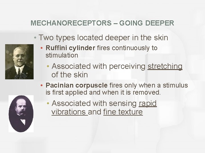 MECHANORECEPTORS – GOING DEEPER • Two types located deeper in the skin • Ruffini