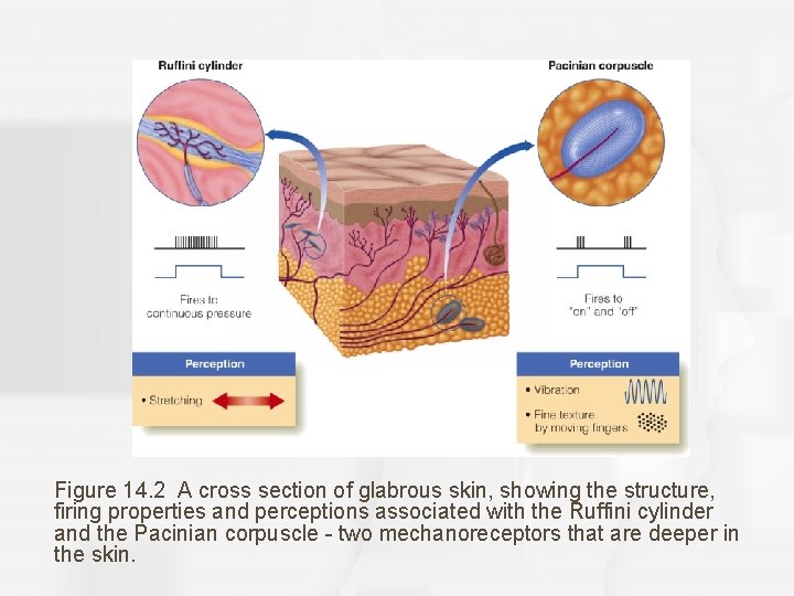 Figure 14. 2 A cross section of glabrous skin, showing the structure, firing properties