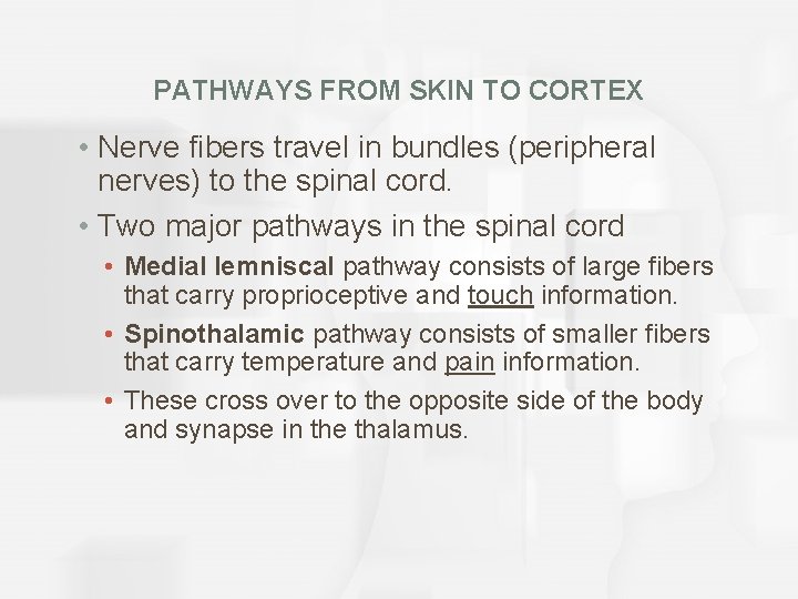PATHWAYS FROM SKIN TO CORTEX • Nerve fibers travel in bundles (peripheral nerves) to