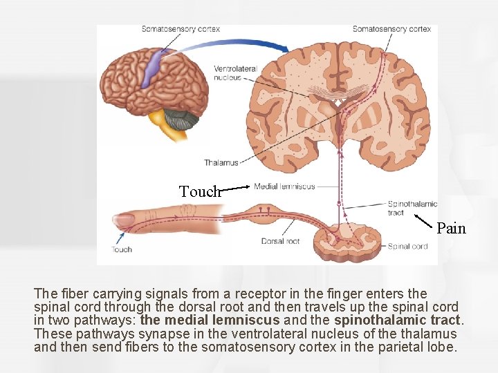 Touch Pain The fiber carrying signals from a receptor in the finger enters the