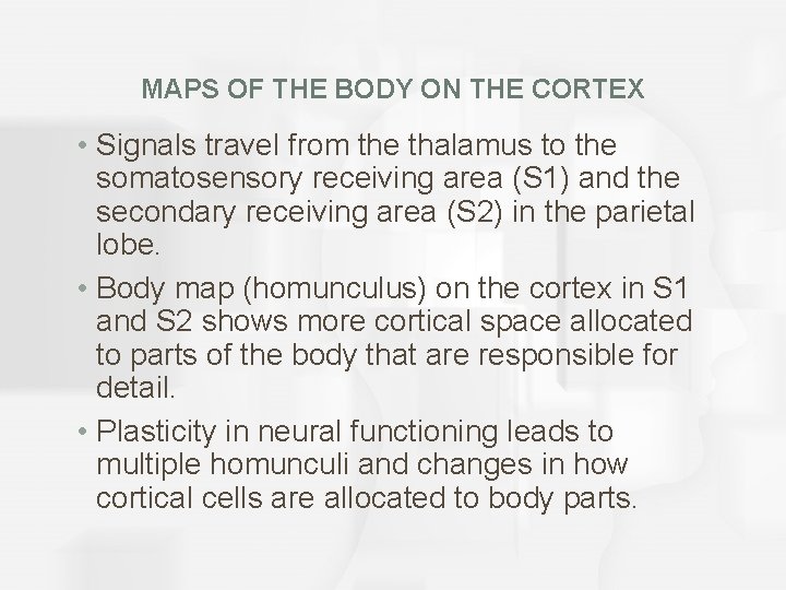 MAPS OF THE BODY ON THE CORTEX • Signals travel from the thalamus to