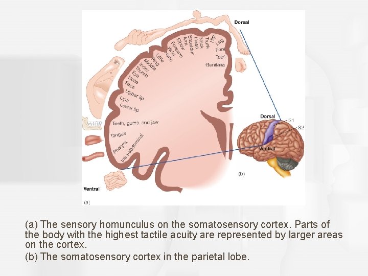 (a) The sensory homunculus on the somatosensory cortex. Parts of the body with the