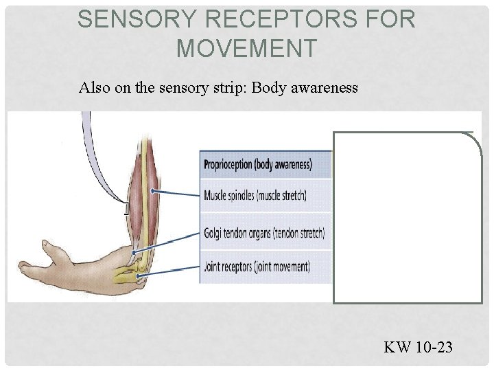 SENSORY RECEPTORS FOR MOVEMENT Also on the sensory strip: Body awareness KW 10 -23