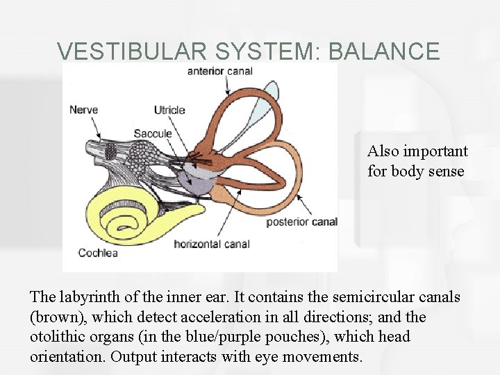 VESTIBULAR SYSTEM: BALANCE Also important for body sense The labyrinth of the inner ear.
