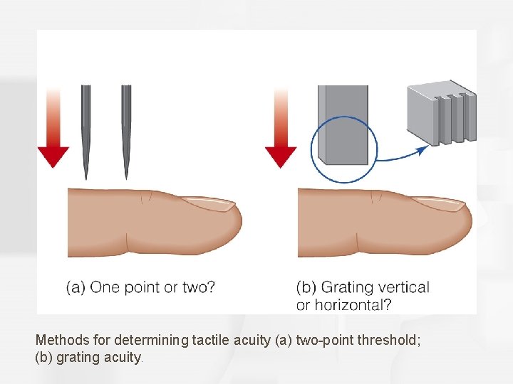 Methods for determining tactile acuity (a) two-point threshold; (b) grating acuity. 