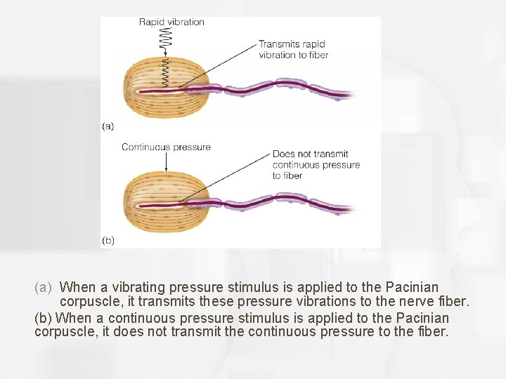 (a) When a vibrating pressure stimulus is applied to the Pacinian corpuscle, it transmits