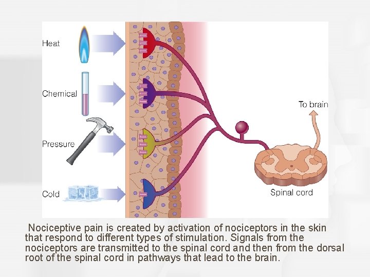 Nociceptive pain is created by activation of nociceptors in the skin that respond to
